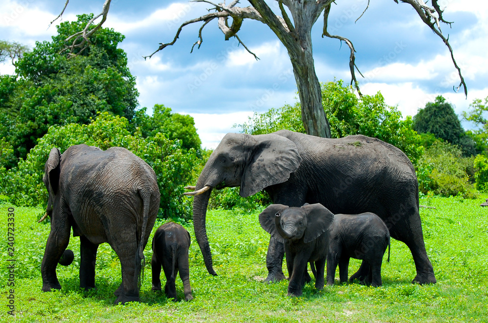 Fototapeta premium Elephant Family - Chobe National Park - Botswana