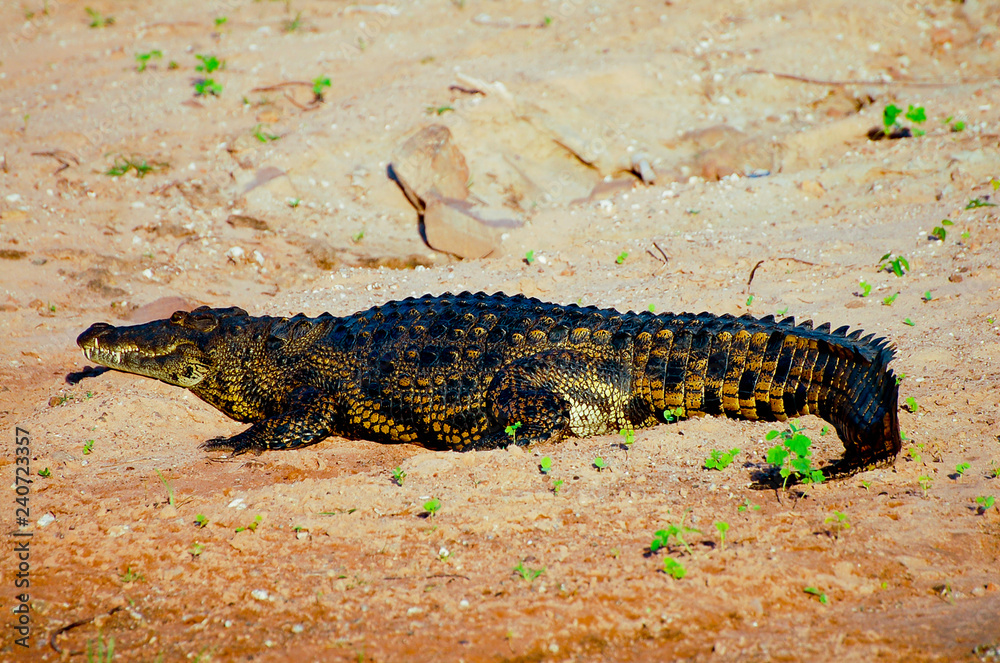 Fototapeta premium Crocodile - Chobe National Park - Botswana
