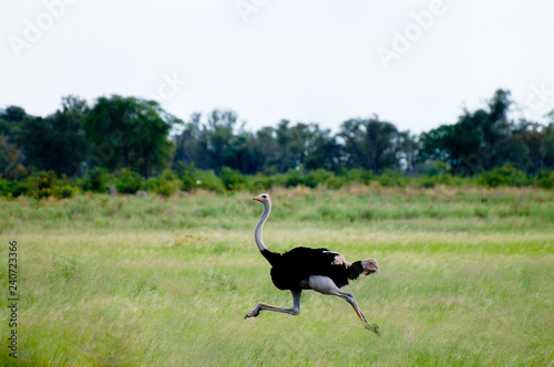 Photography African Ostrich - Okavango Delta - Botswana