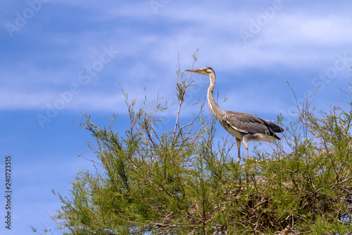Heron - Pont de Gau - Camargue - France