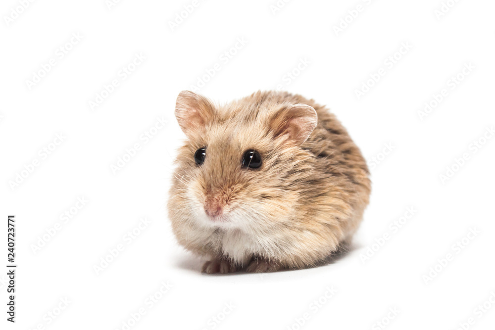 Cute furry small dwarf campbell hamster in a studio Cute furry small dwarf campbell hamster in a studio