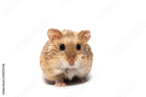 Fotografie Cute furry small dwarf campbell hamster in a studio