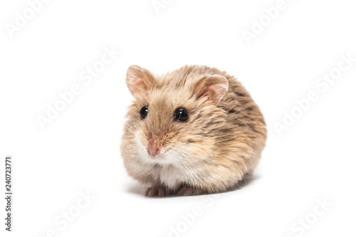 Cute furry small dwarf campbell hamster in a studio