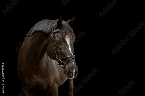 Fine Art Equine Portrait © Hilary