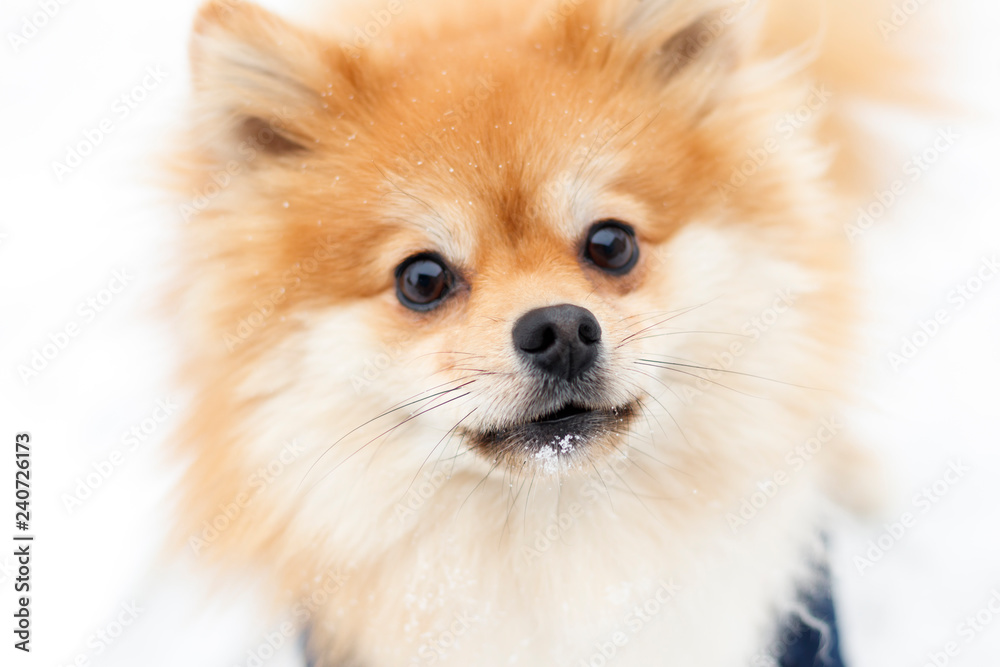 Portrait of a ginger Pomeranian dog on a background of snowy winter. have toning.