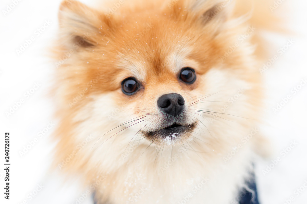 Portrait of a ginger Pomeranian dog on a background of snowy winter. have toning. Portrait of a ginger Pomeranian dog on a background of snowy winter. have toning.