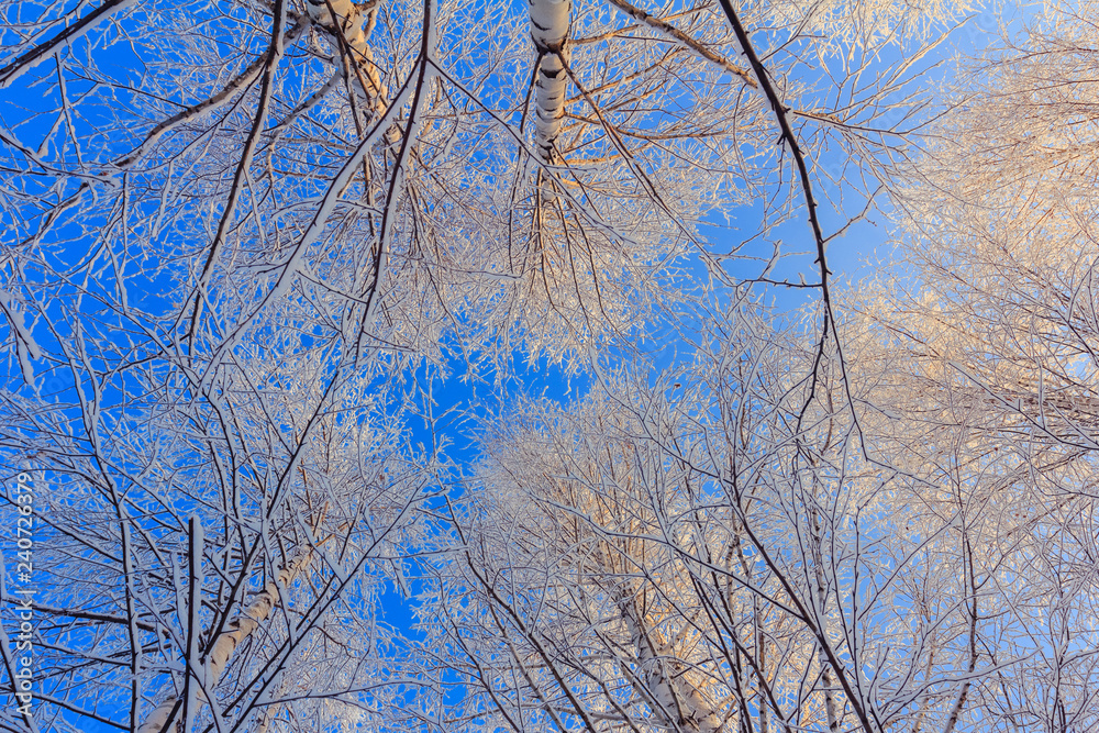 Snow-covered birch branches against blue sky Snow-covered birch branches against blue sky