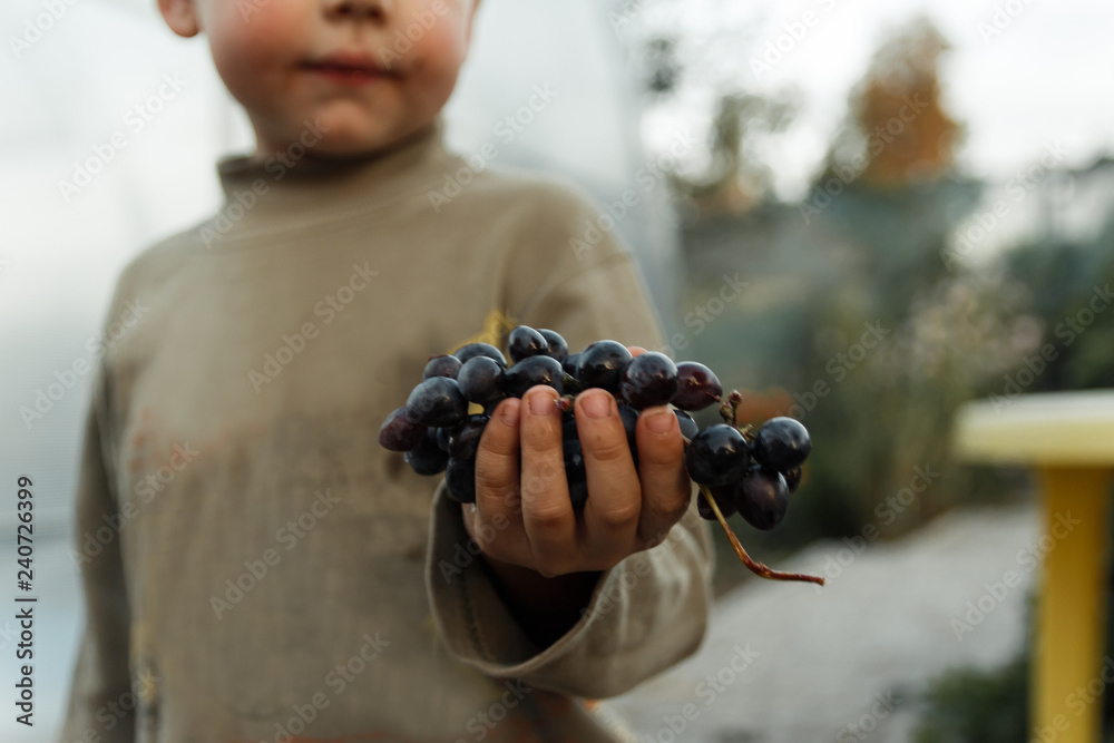 boy farmer holding in his hand a bunch of blue grapes boy farmer holding in his hand a bunch of blue grapes