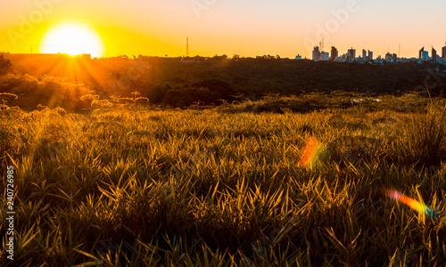 sunset over wheat field