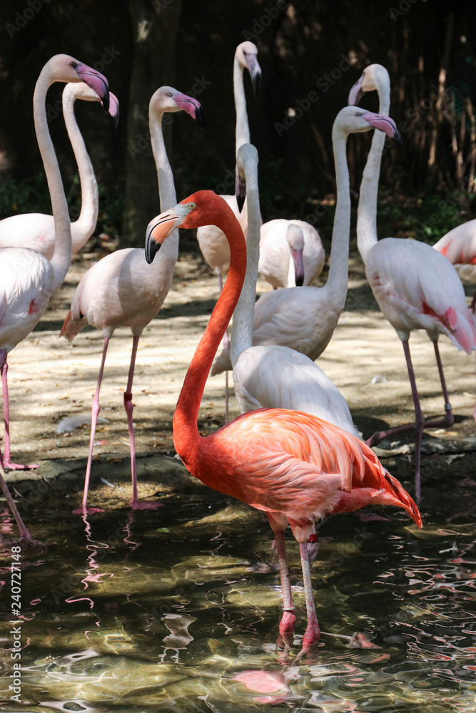 Large coral flamingo surrounded by white flamingos standing in t Large coral flamingo surrounded by white flamingos standing in t