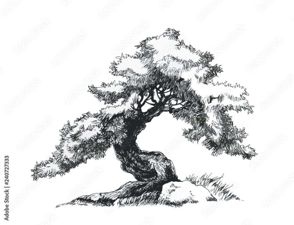Branched deciduous tree. Bonsai ink drawing. Stock Illustration | Adobe  Stock