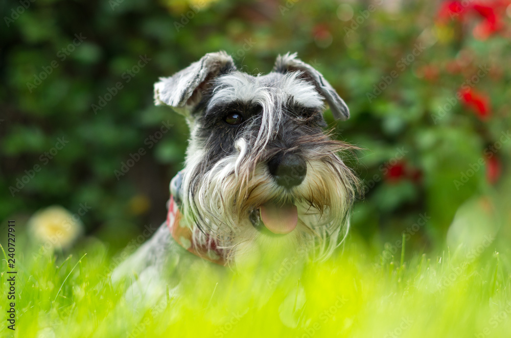 portrait of a miniature schnauzer on green grass portrait of a miniature schnauzer on green grass