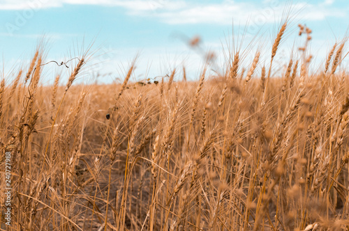 field of wheat