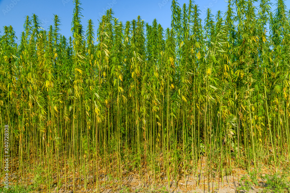 Field of the medical cannabis plant on summer Field of the medical cannabis plant on summer