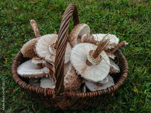 Korb mit Parasol photo