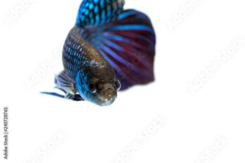 Mahachai betta (Betta mahachaiensis), Beautiful Siamese Fighting Fish isolated on white background, Thailand. photo