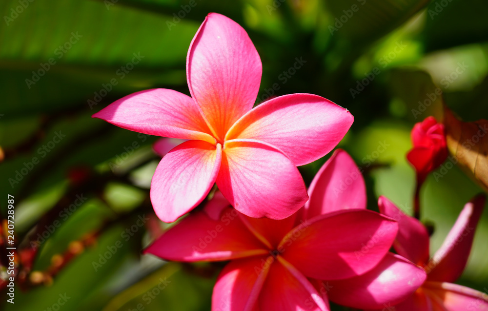 Fragrant blossoms of white and pink frangipani flowers, also called plumeria and melia Fragrant blossoms of white and pink frangipani flowers, also called plumeria and melia