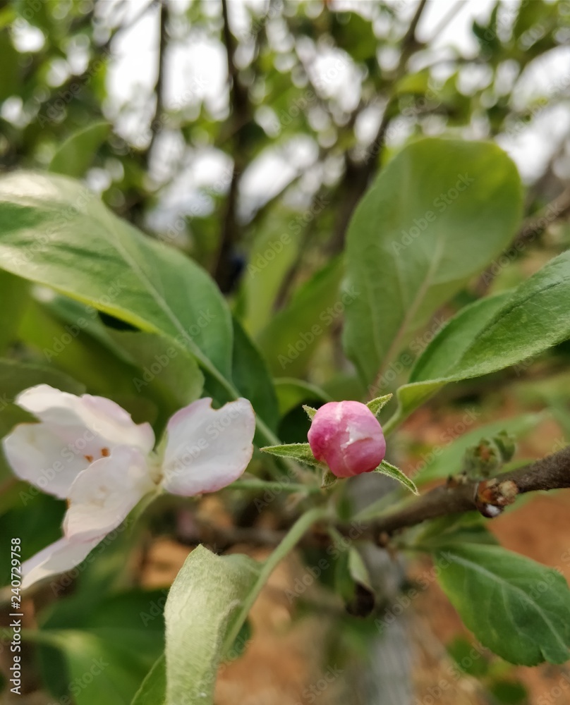 closeup of apple stem with flower and bud