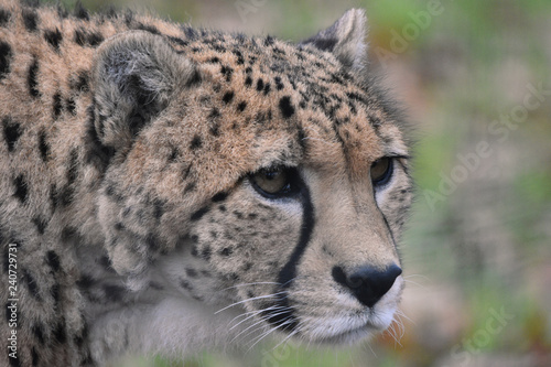 Cheetah close up head and face