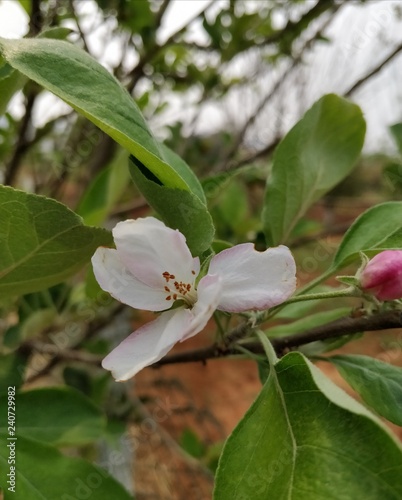 closeup of apple stem with flower