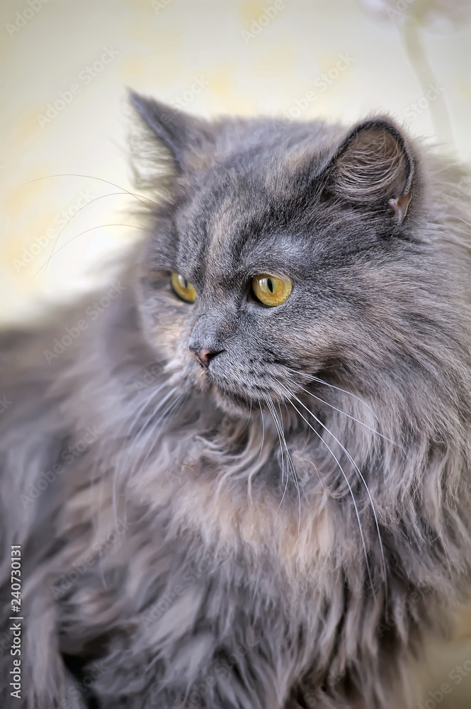 gray fluffy Persian cat