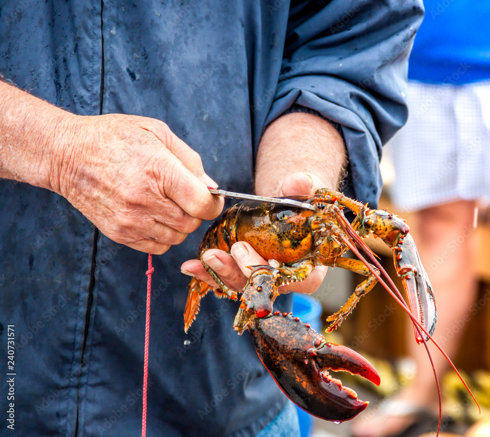 Maine Lobster Boat demo, howto catch and band lobster from trap