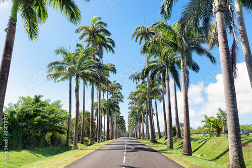 Capesterre Belle eau, Guadeloupe, French West Indies, famous royal palm( roystonea regia )fringed road named  Dumanoir alley. photo