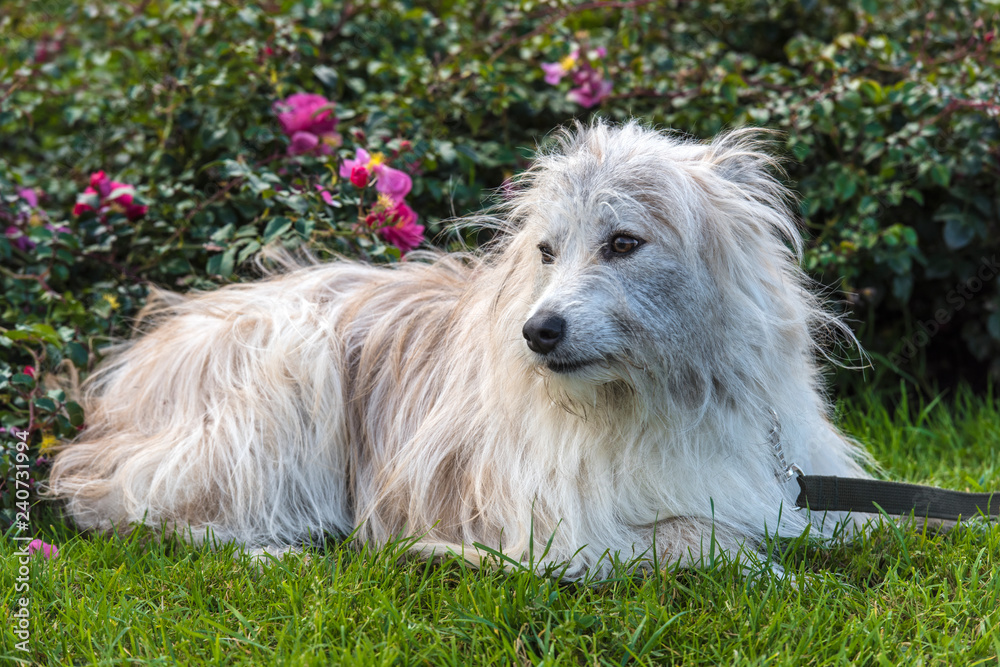 White dog breed Terrier. Collar, cute. White dog breed Terrier. Collar, cute.