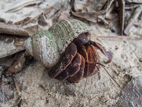 Crab inside seashell