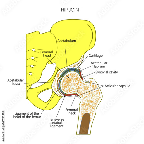 Vector illustration anatomy of a healhy human hip joint isolated on white background. Frontal section of hip joint. For advertising and other medical publications