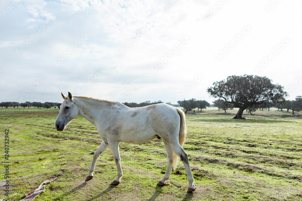 Obraz premium Beautiful white horse in the countyside