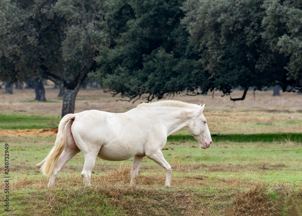 Beautiful white horse in the countyside Beautiful white horse in the countyside