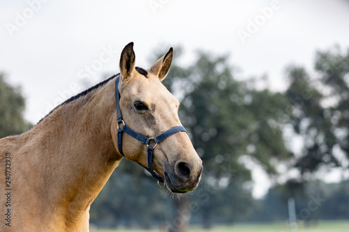 Fototapeta Naklejka Na Ścianę i Meble -  Beautiful horse in the countyside