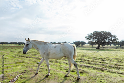 Fototapeta Naklejka Na Ścianę i Meble -  Beautiful white horse in the countyside