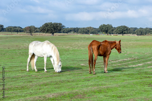 Fototapeta Naklejka Na Ścianę i Meble -  Beautiful horses in the countyside