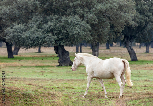 Fototapeta Naklejka Na Ścianę i Meble -  Beautiful white horse in the countyside