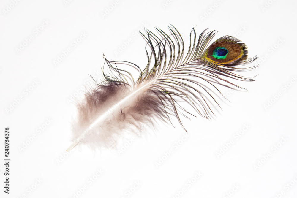 Obraz premium Detail of peacock feather eye on white background. Beautiful feather of a bird. Isolated.