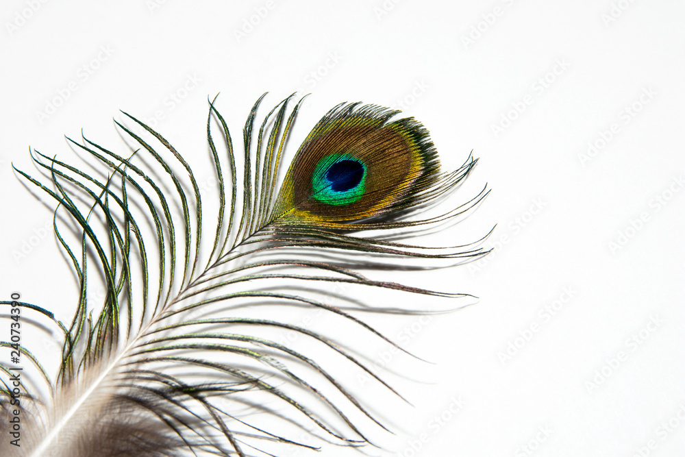 Obraz premium Detail of peacock feather eye on white background. Beautiful feather of a bird. Isolated.