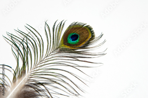 Detail of peacock feather eye on white background. Beautiful feather of a bird. Isolated.
