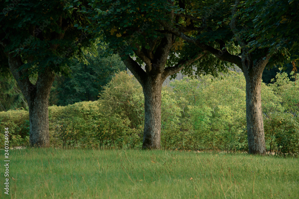 Three identical trees on the background of bushes in a green Park. Three identical trees on the background of bushes in a green Park.