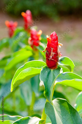 red costus or spiral gingers growing in the garden, vertical formation photo