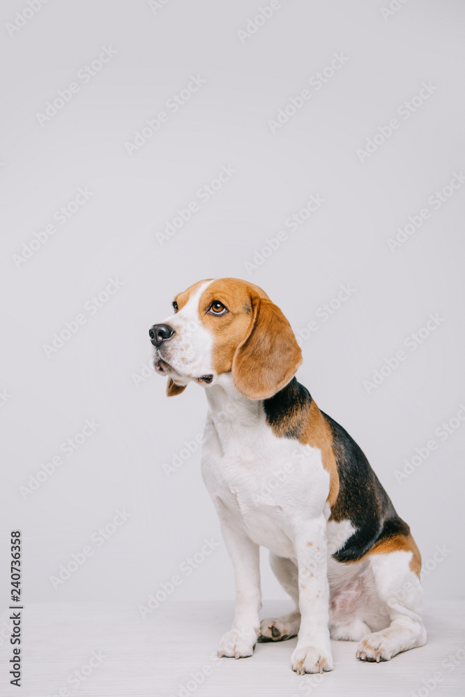  cute beagle dog sitting on table isolated on grey