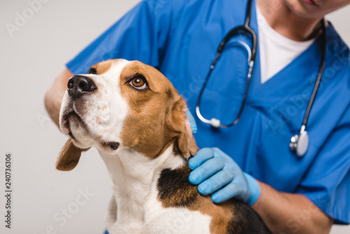 Cropped view of veterinarian examining beagle dog isolated on grey photo