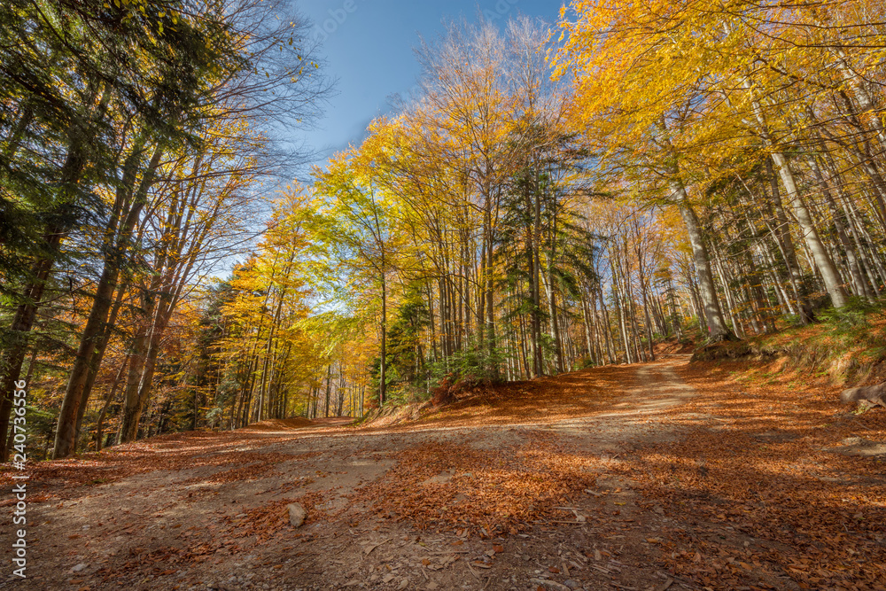 Obraz premium sunny autumn forest 