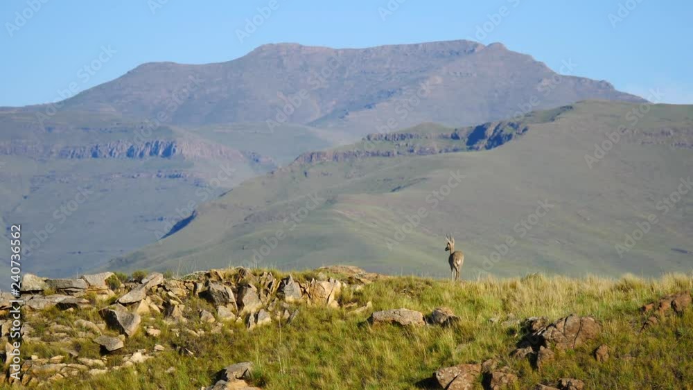 Wide shot of Grey rhebok standing on grassy mountaintop overlooking Lesotho Drakensberg mountains in the distance on sunny day flicking its tail and stamps foot