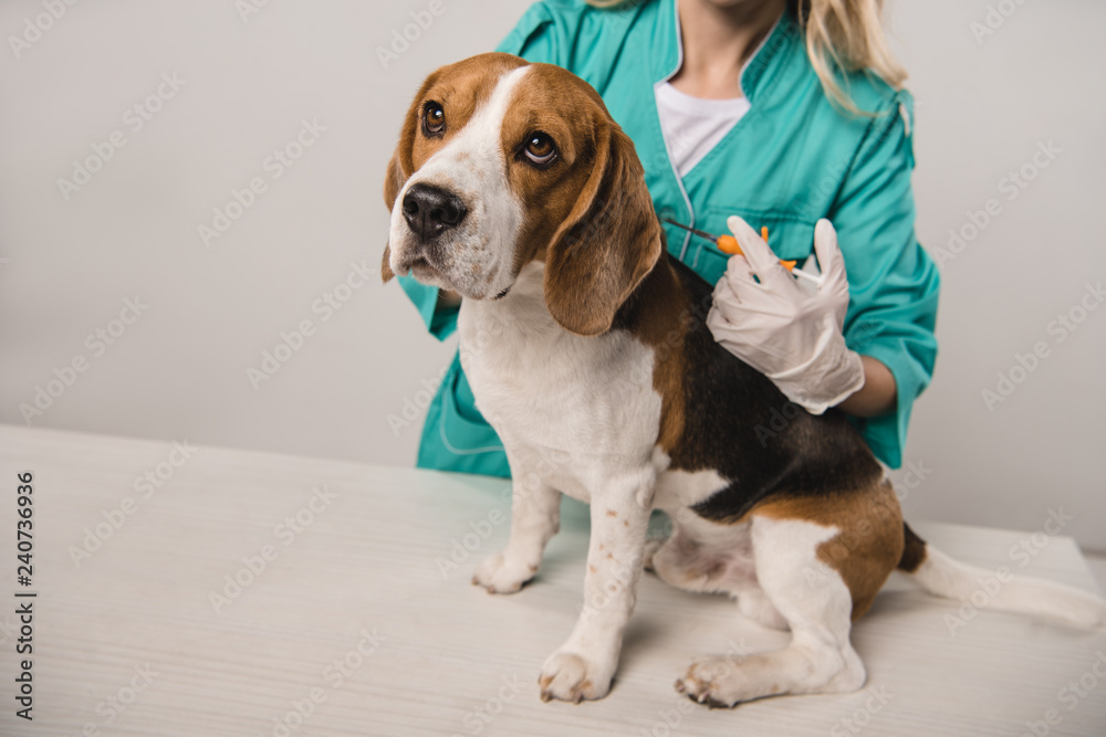 cropped view of female veterinarian holding syringe for microchipping beagle dog on grey background