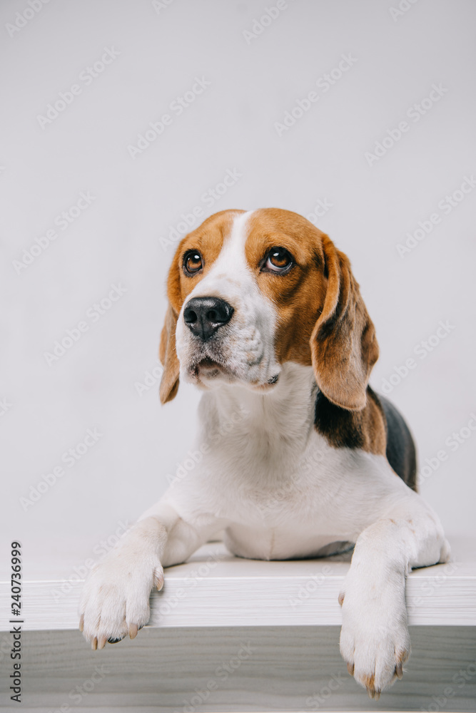 cute purebred beagle dog lying on table isolated on grey