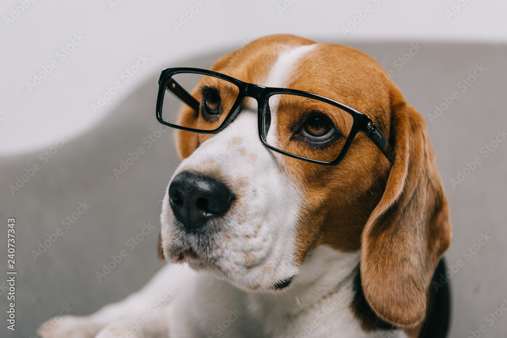 selective focus of beagle dog in glasses