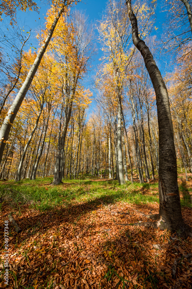 Obraz premium sunny autumn forest 