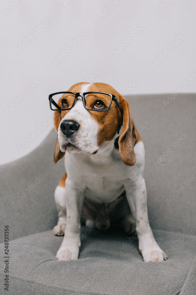  beagle dog in glasses sitting in armchair isolated on grey
